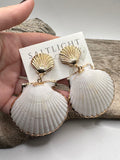 Sea Shells